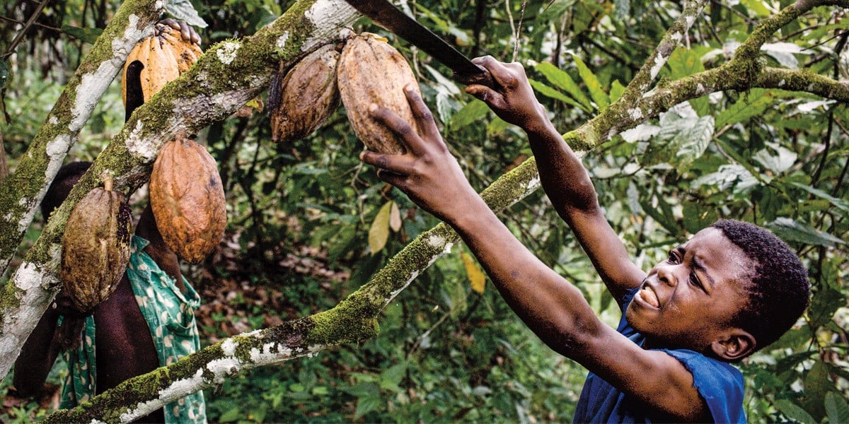 Child labor in cocoa